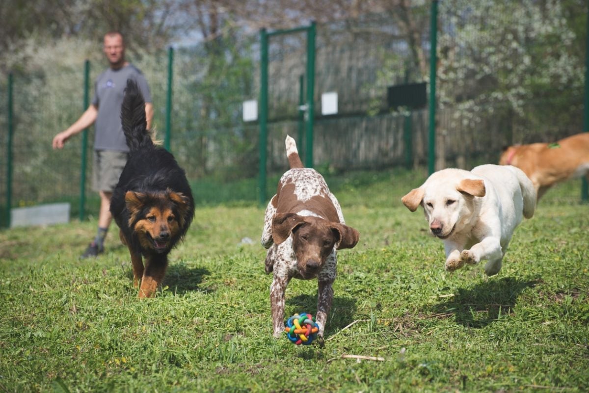 Group of dogs chasing balls in the socialization process