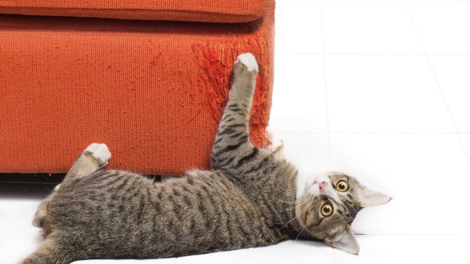 Kitten scratching orange fabric sofa on white background