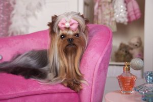 Los mejores nombres para razas de perros pequeños