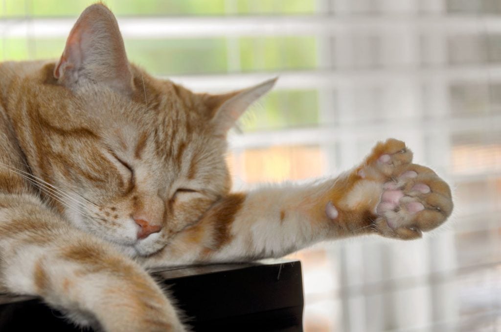 Polydactyl cat sleeping