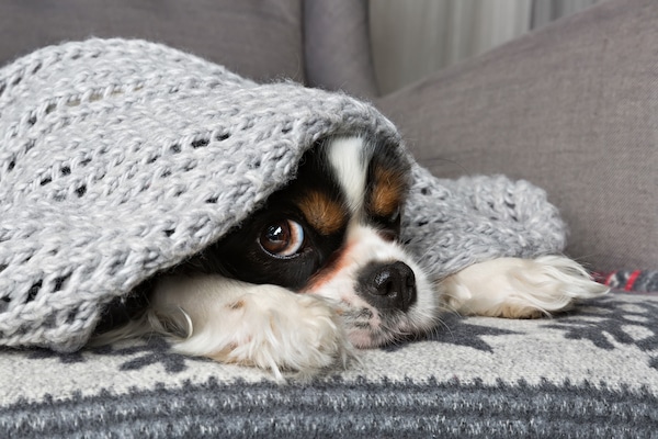 Cute dog hides under gray blanket