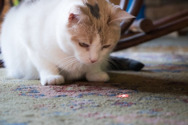 A beautiful calico cat staring at a red dot from a laser pointer