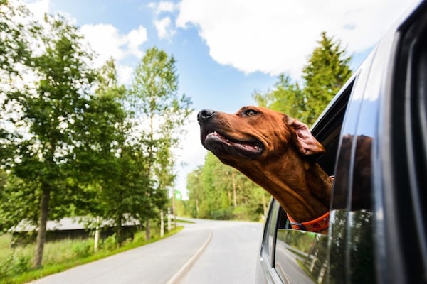 Curious rhodesian ridgeback dog enjoying the ride in a car looking out of the window, smelling air