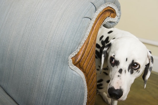 Dalmatian peeking nervously from behind couch