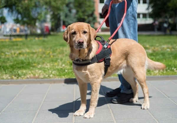 Guide dog wearing a harness in the city