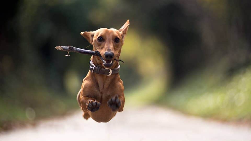 a leaping dachshund carrying a stick