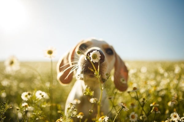 A puppy smelling a chamomile flower.