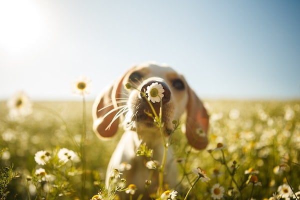 A dog smelling a chamomile flower