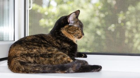 Cat sits on window ledge looking out screened window