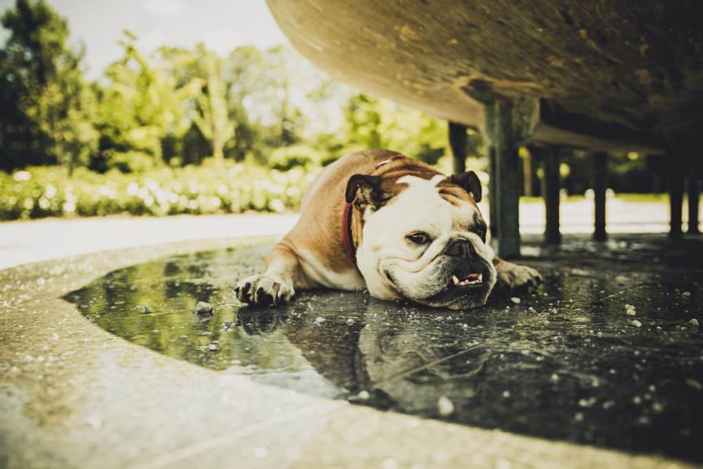 Bulldog resting in the shadow of fountain