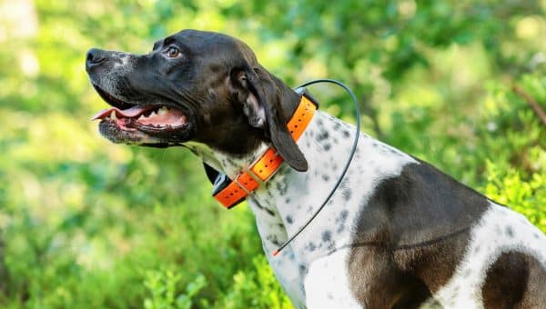 Dog english pointer with GPS collar