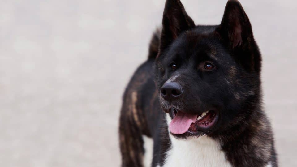 Dog breed American Akita