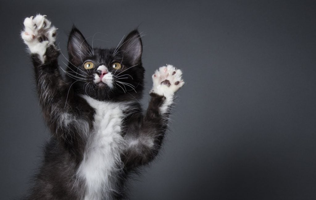 cute black and white kitten stands on its paws