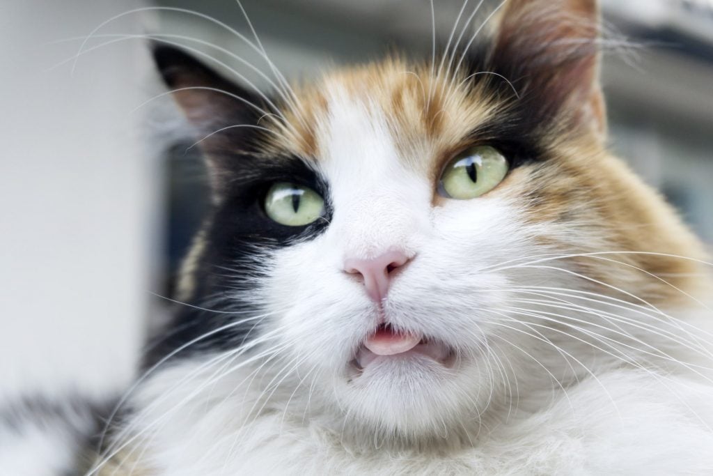 fluffy calico cat with tongue sticking out