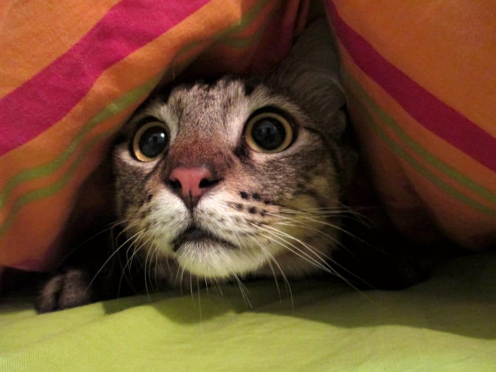 A scared cat hides under a blanket