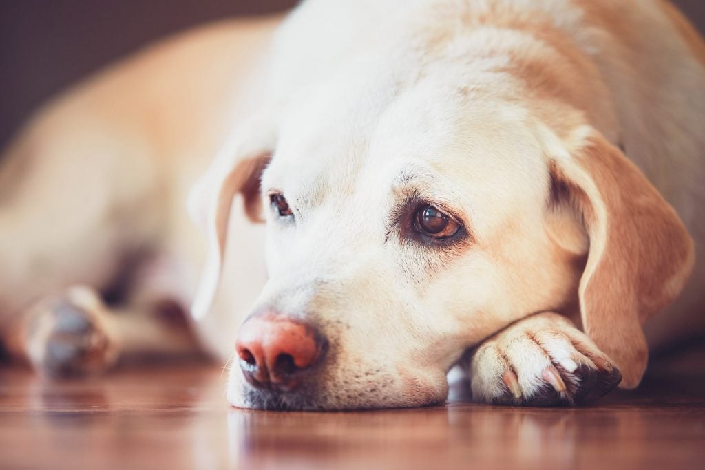 sad possibly sick looking yellow lab laying on the floor