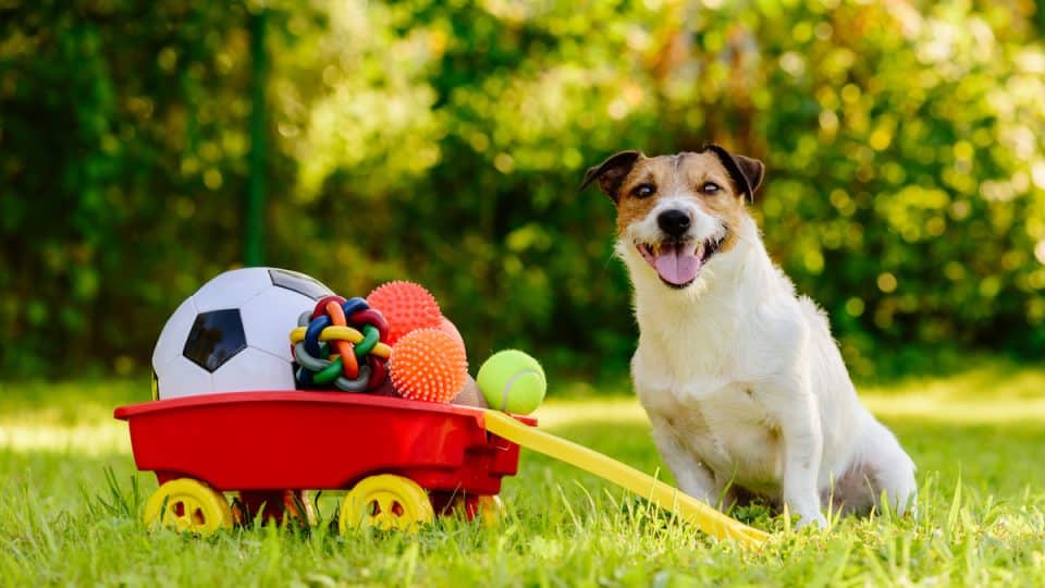 Jack Russell Terrier pet with toys in wheelbarrow