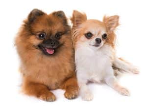 pomeranian spitz and chihuahua in front of white background