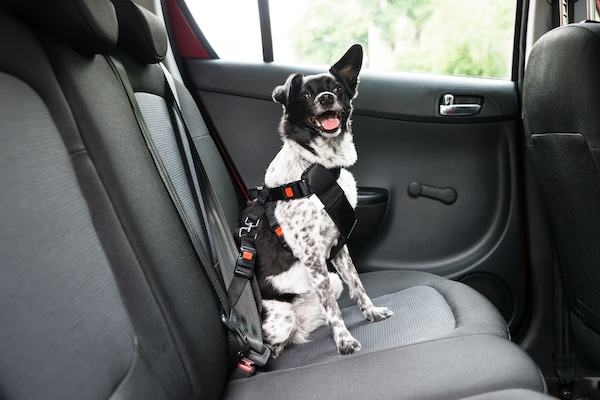Dog wearing harness and seatbelt in car