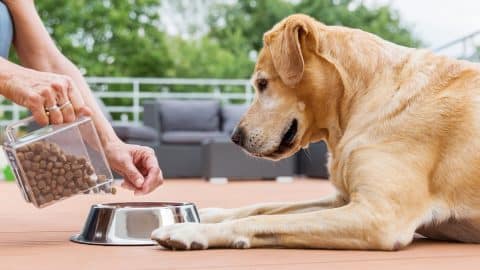 woman gives her labrador retriever dog food in a bowl