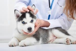 Husky puppy being handled gently by vet