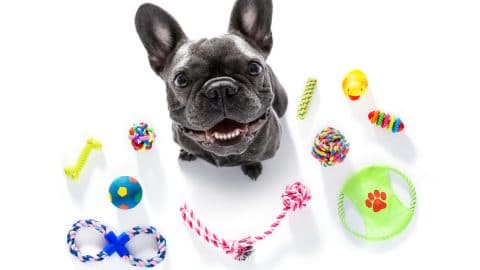 French Bulldog surrounded by toys