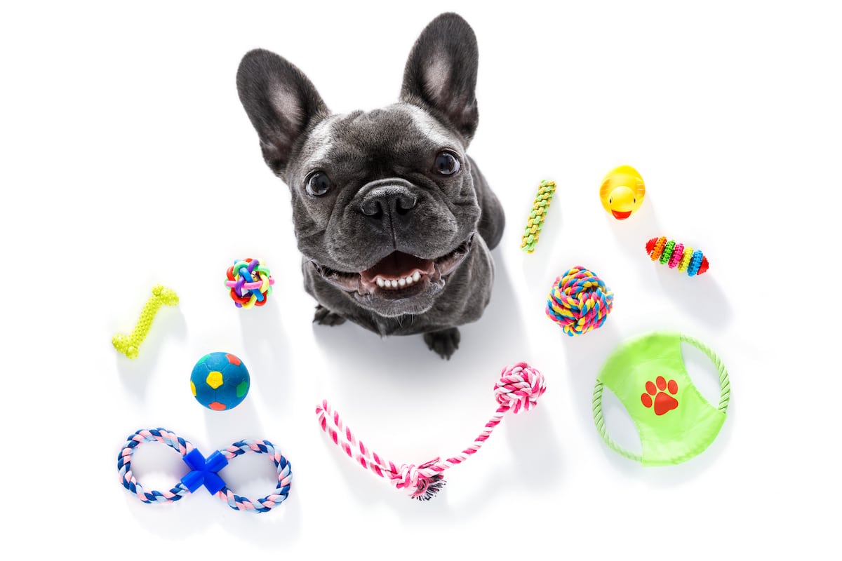 The 12 Best Toys for French Bulldogs | Breathable, Drool-Proof Fun