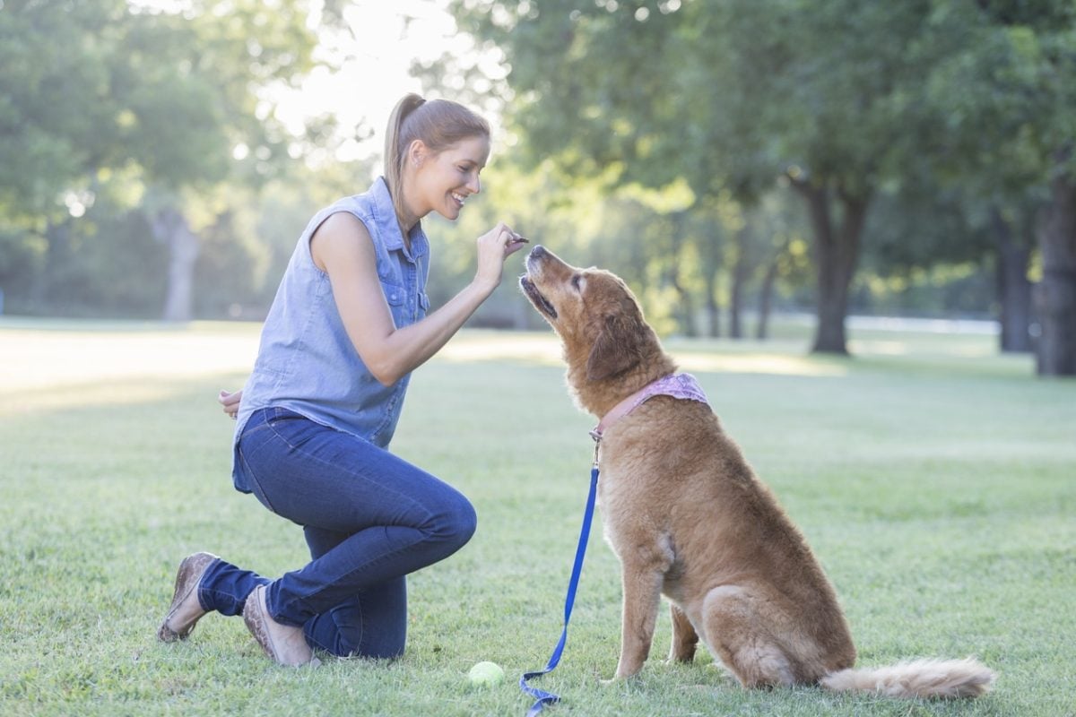adult Caucasian woman gives her dog a treat as she trains him. They are in a dog park.