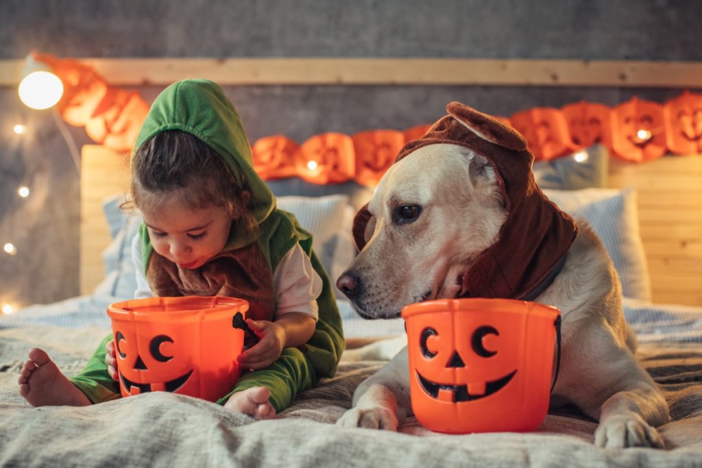 Dogs with busy social lives dress up for Halloween