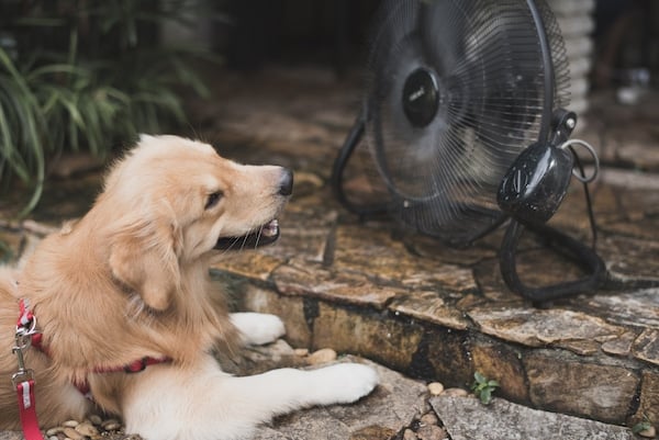 Golden retriever with blurry background fan cooling