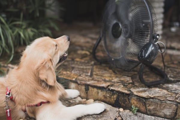 Golden Retriever sitting in front of fan on porch