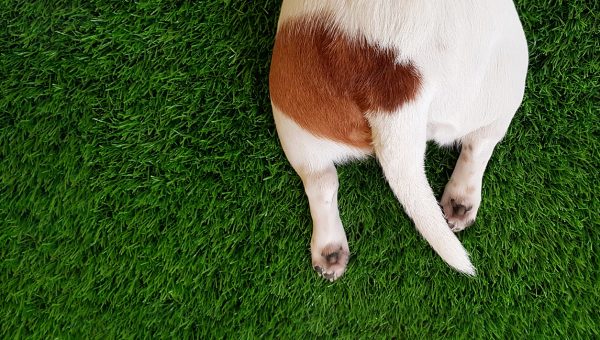 Tail and hind paws of a cute dog jack russell terrier laying on a green lawn
