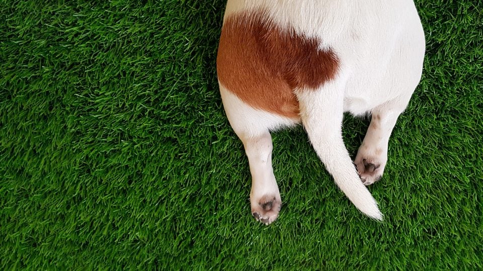 Tail and hind paws of a cute dog jack russell terrier laying on a green lawn