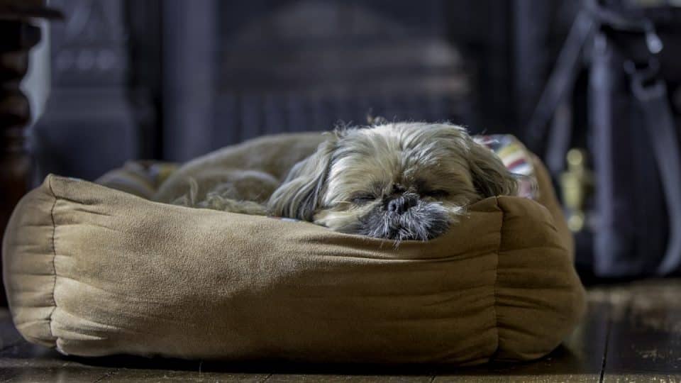 Tired little shih tzu dog asleep in his bed