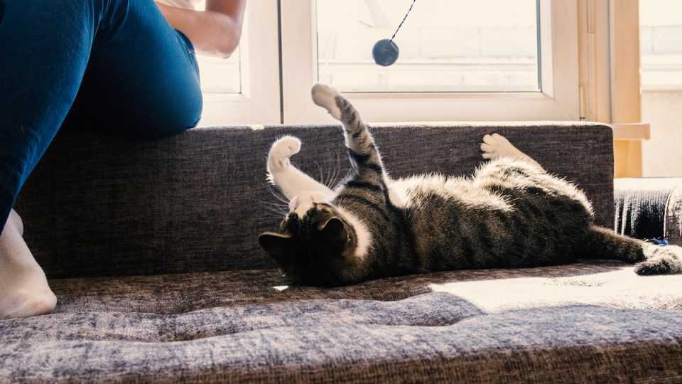 Woman playing with cat on sofa