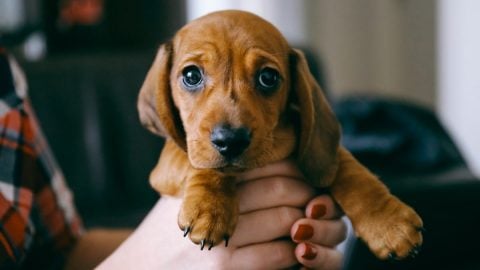 Person holds Dachshund puppy in hands