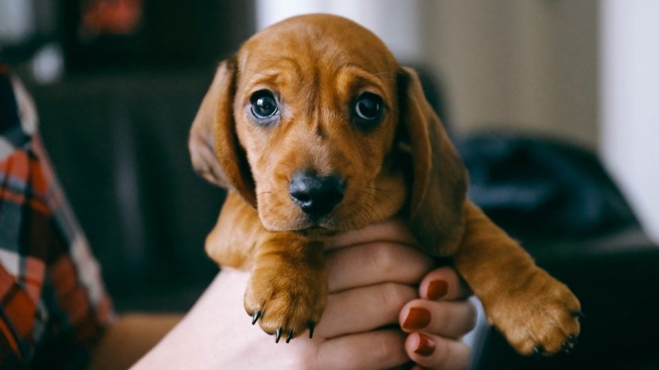 Person holds Dachshund puppy in hands