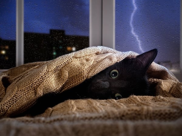 Cat hiding under blanket with lightning outside the window. 