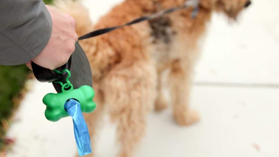 Closeup of dog poop bag holder with dog in distance