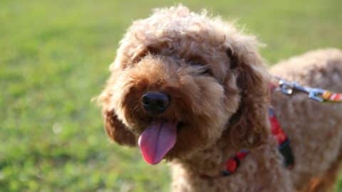 Happy Labradoodle wearing harness in grassy field