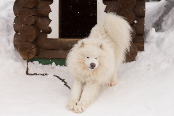 fluffy white dog in the snow