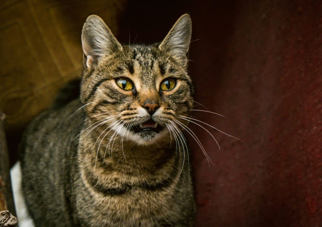 a striped grey tabby cat stares off and meows