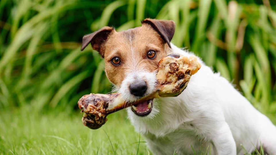 Jack Russell Terrier holdings in mouth big bone
