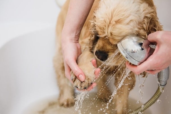Woman cleans dog's paws in bathtub