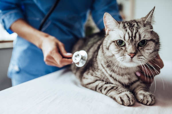 Veterinarian with cat and stethoscope
