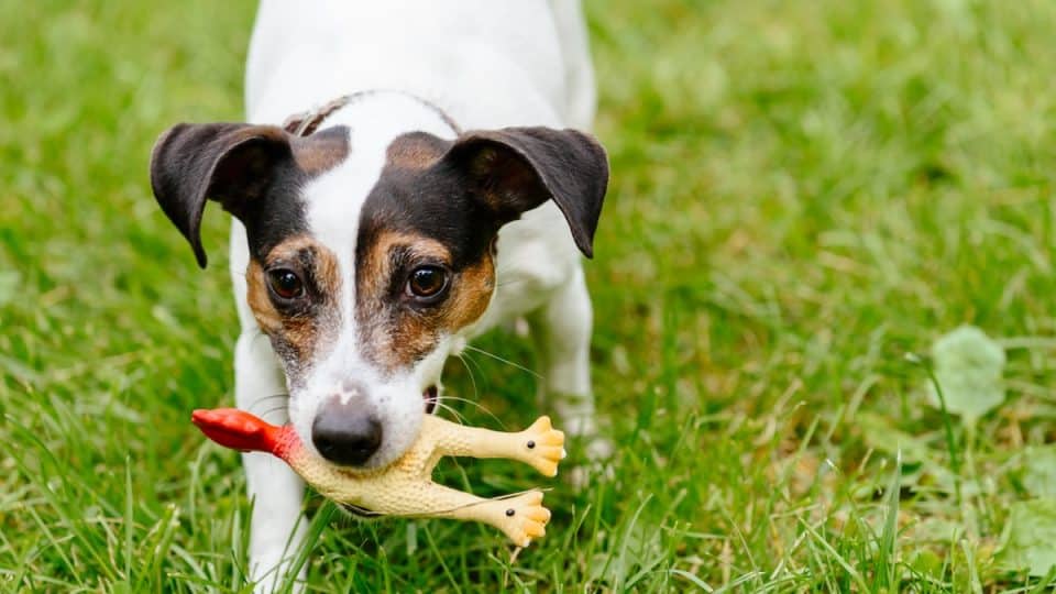 Closeup of dog playing on green grass with rubber chicken in mouth