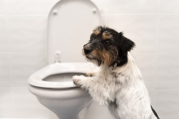 Jack Russell Terrier putting paws on toilet lid