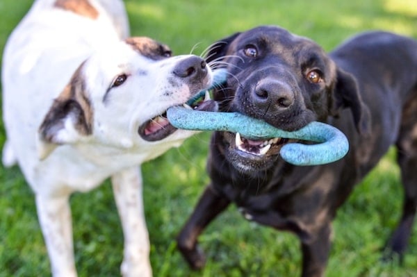 Two dogs tugging on toy, playing together
