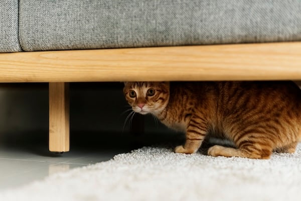 Cat hiding under couch