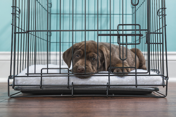 A cute young Chocolate Labrador puppy lying down in a wire dog crate